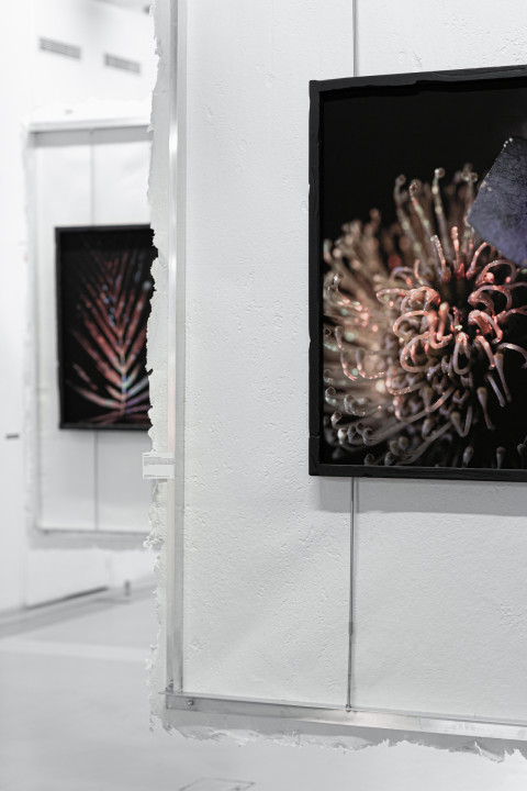 Anticipation Festival