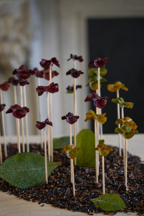 Anticipation Festival